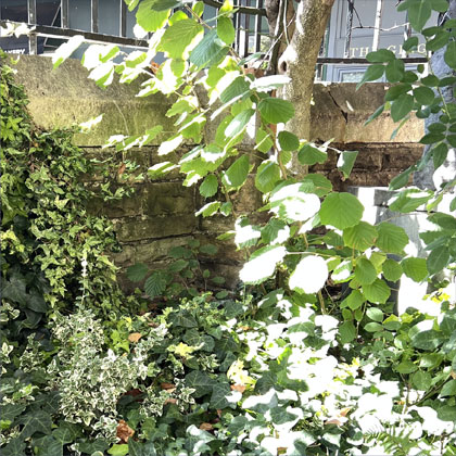 Ivy, beech tree & wall